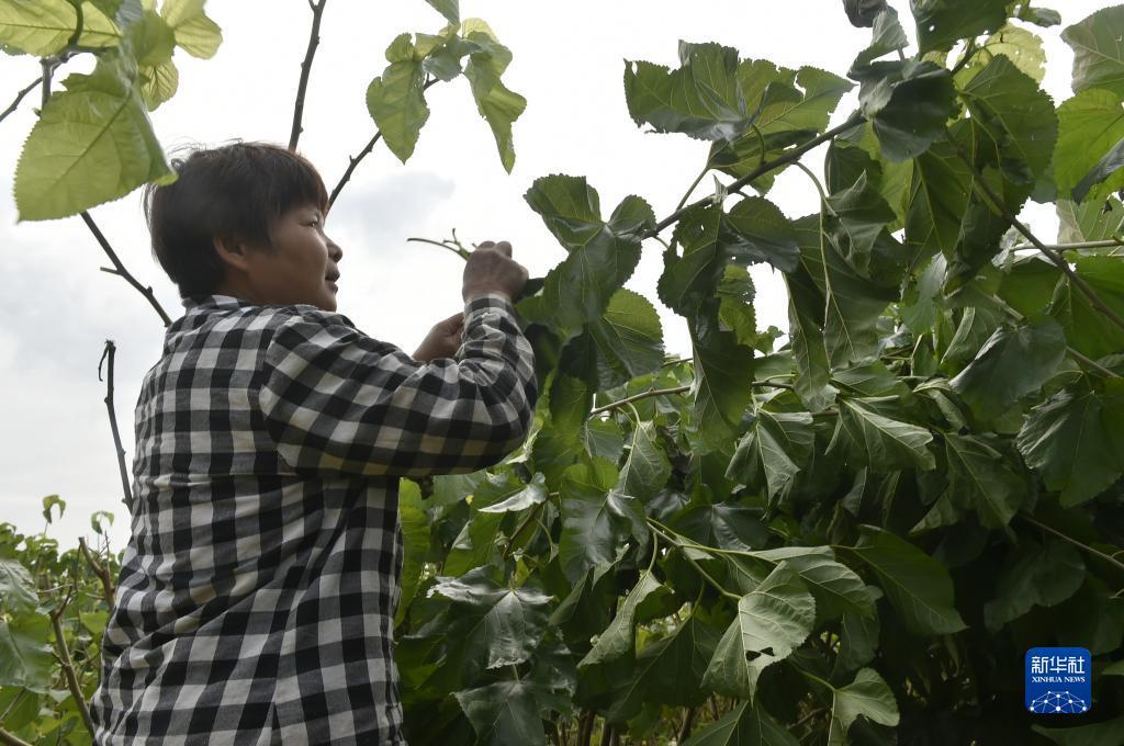 新版捕鱼下载